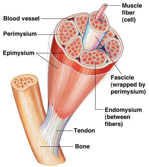 نقاط ماشه ای بیشتر ماهیچه ها را درگیر می کنند. درد مایوفاشیال